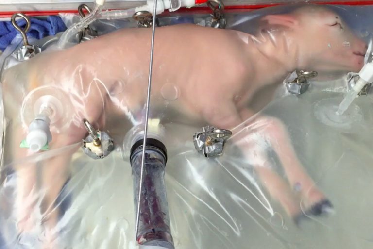 Lamb in artificial womb