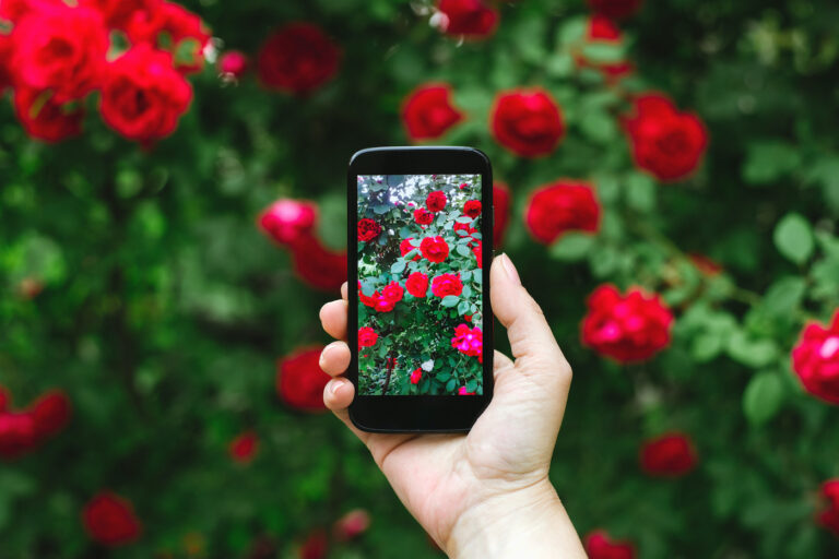 Person taking photo of red roses bush