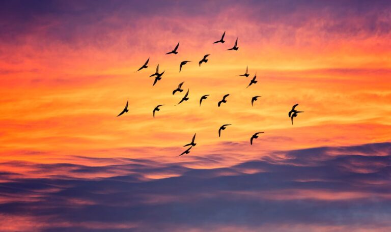 flying birds at sunset