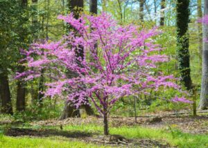 redbud tree