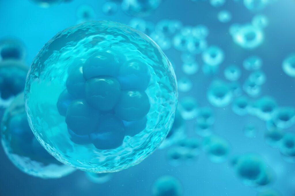 embryo